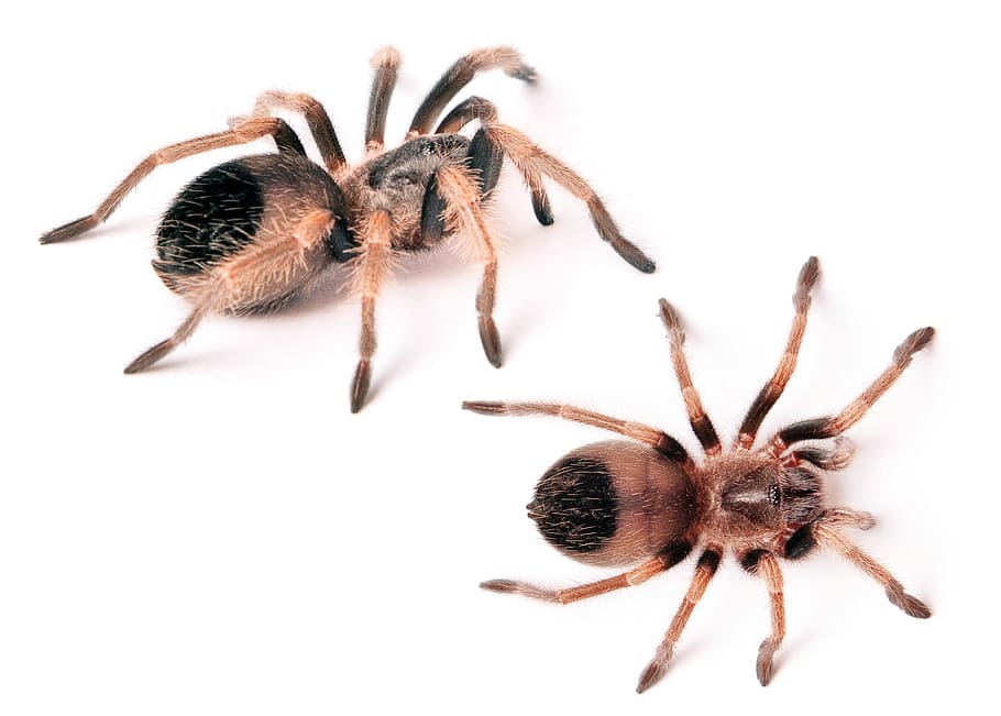 spider, unusual, closeup, isolated, photo, creepy, hairy, natural, HD wallpaper