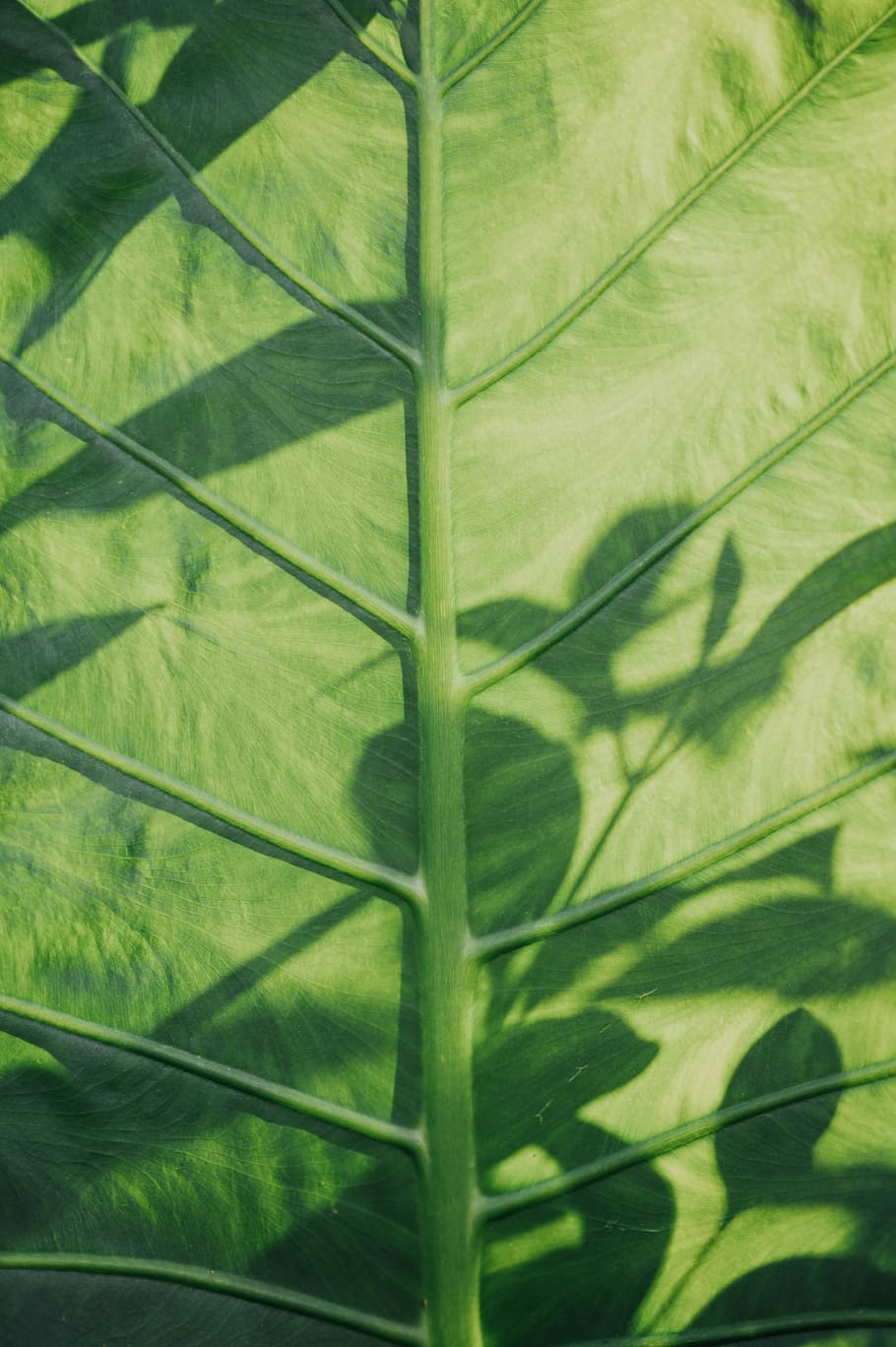 Colocasia esculenta leaf, plant, veins, tumblr backgrounds, wallpapers, HD wallpaper