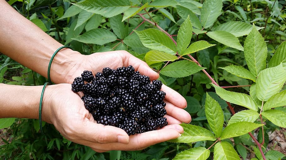 blackberry, berries, leaf, nature, flora, agriculture, fruit HD wallpaper