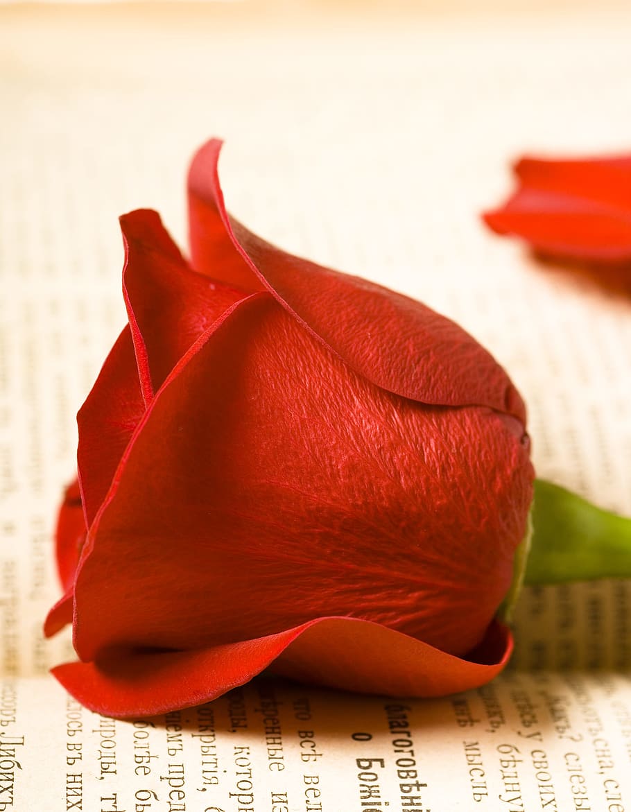 rose, book, gospel, scripture, closeup, foliage, rosa, theology HD wallpaper