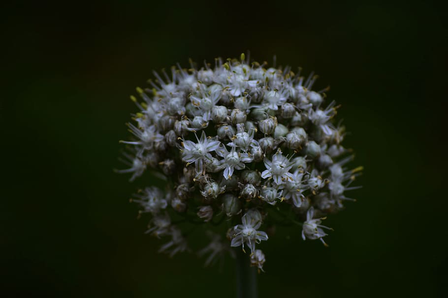 Selective Focus Photography of White Chive Flower in Bloom, black background HD wallpaper