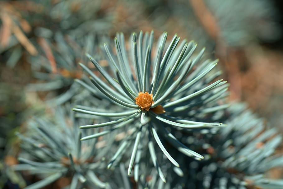 fir tree, needles, pine cones, forest, nature, evergreen, christmas HD wallpaper