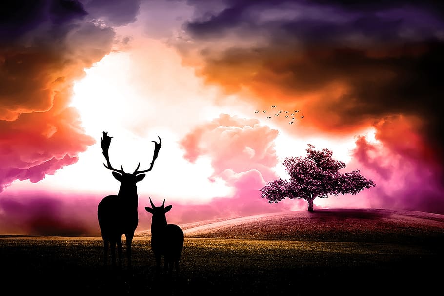 sunset, silhouette, dawn, sky, dusk, evening, landscape, nature HD wallpaper