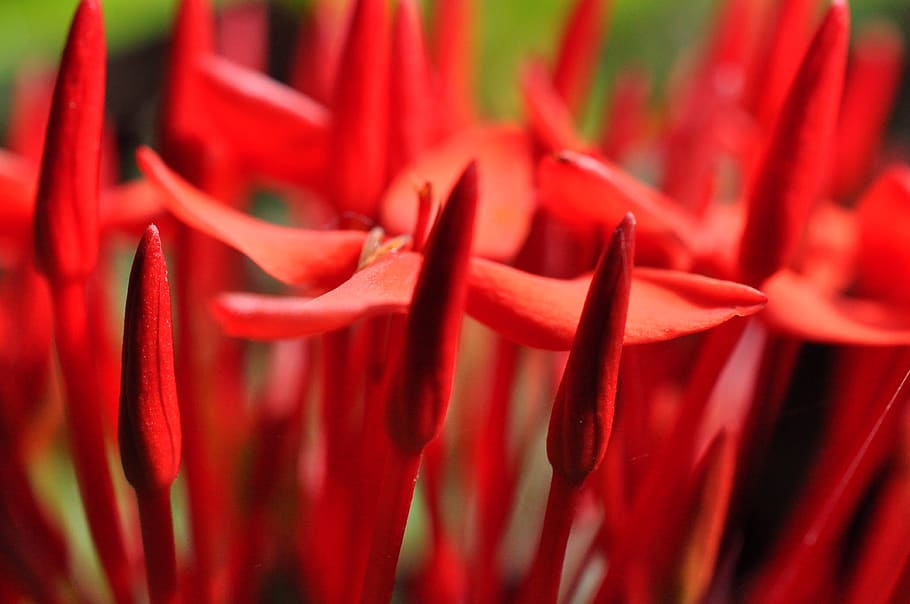flower, close, red, freshness, close-up, beauty in nature, growth HD wallpaper