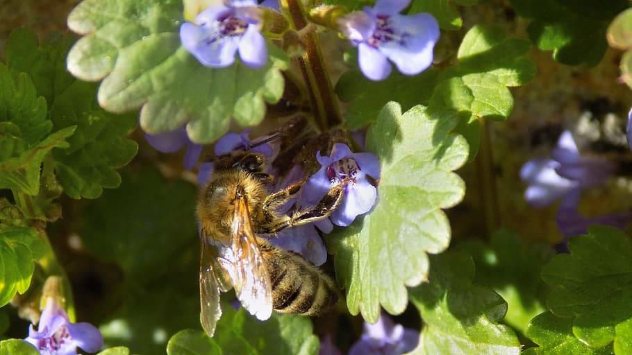 bee, insect, pollen, macro, nectar, flower, pollination, nature HD wallpaper