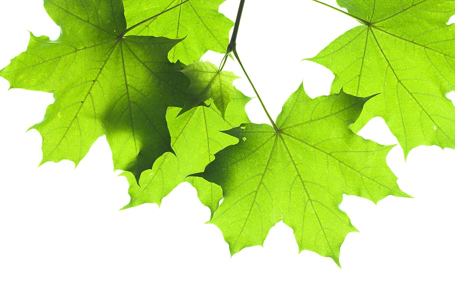 leaf, green, greening, tree, white, closeup, soil, appletree HD wallpaper