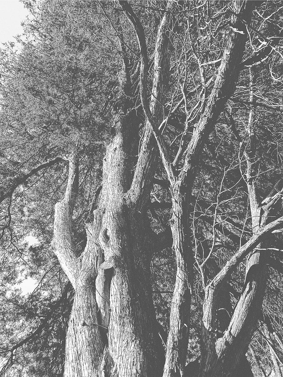 tree, b/w, plant, tree trunk, no people, nature, branch, day HD wallpaper