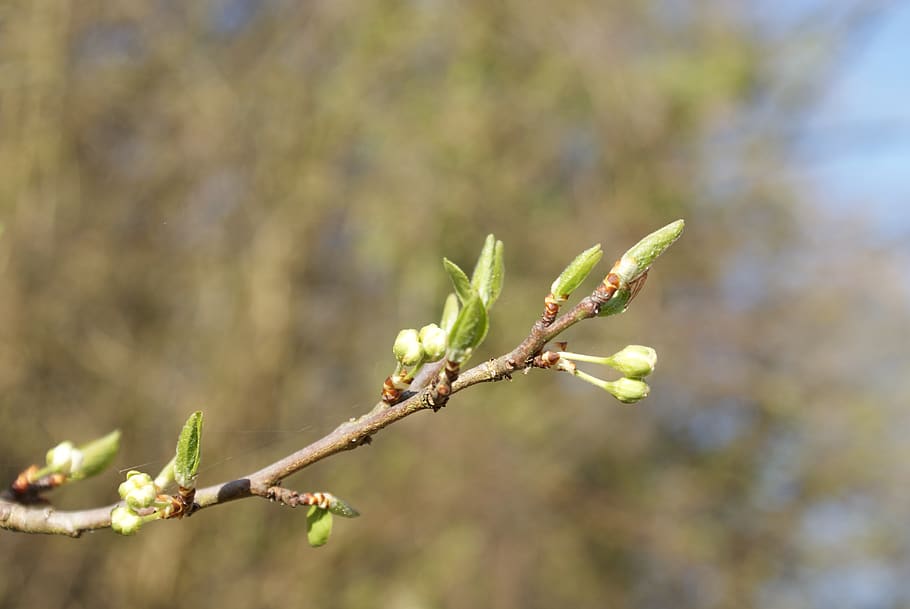 buds, nature, spring, garden, green, plant, growth, tree, beauty in nature HD wallpaper