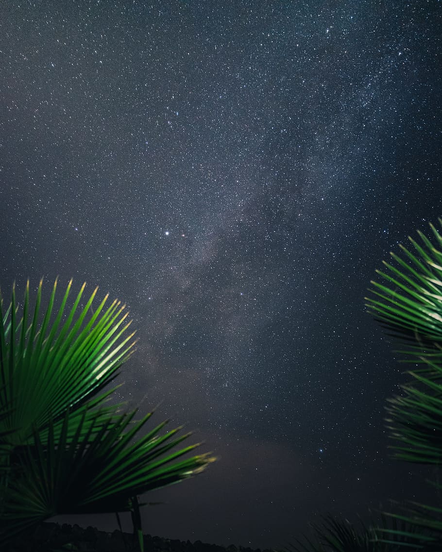 green leaf tree under black sky during nighttime, star, milky way HD wallpaper