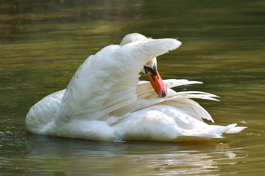 swan, white, toilet, plumage, pond, water, bird, vertebrate, HD wallpaper