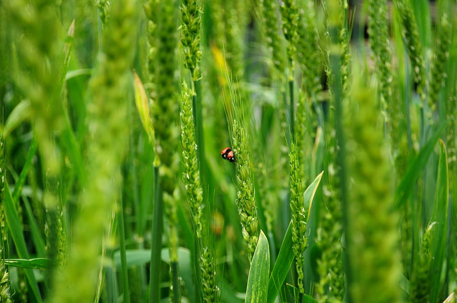 ladybugs, wheat, biodiversity, nature, insect, agriculture, HD wallpaper