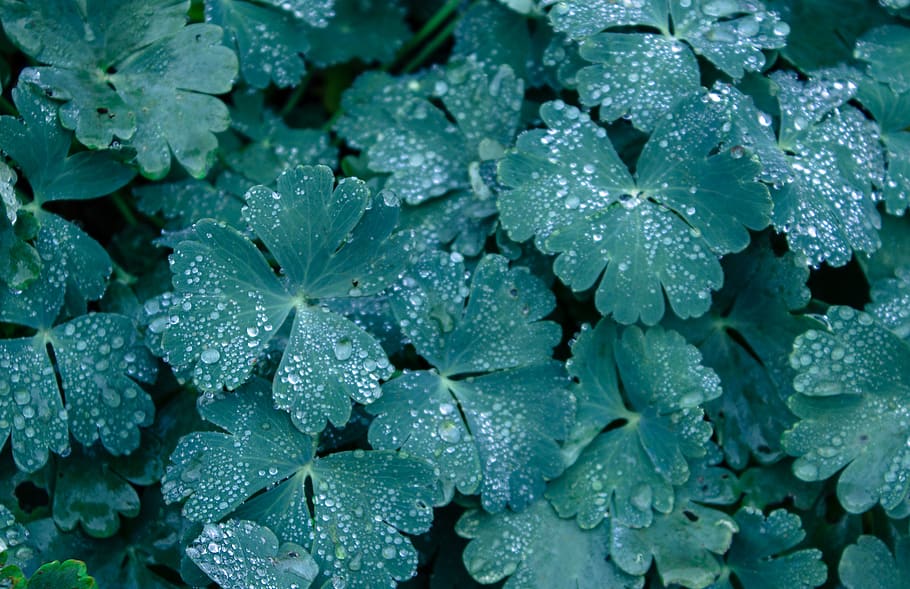 flower, dew, drop, water, wet, leaf, plant part, full frame HD wallpaper