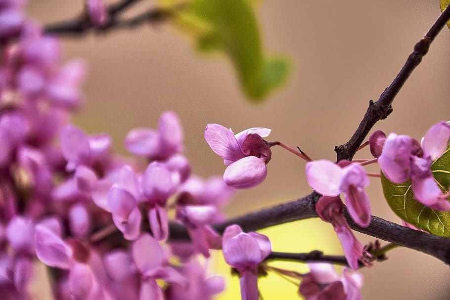 cherry, flower, rosa, branch, flowers, flowering, plant, nature HD wallpaper