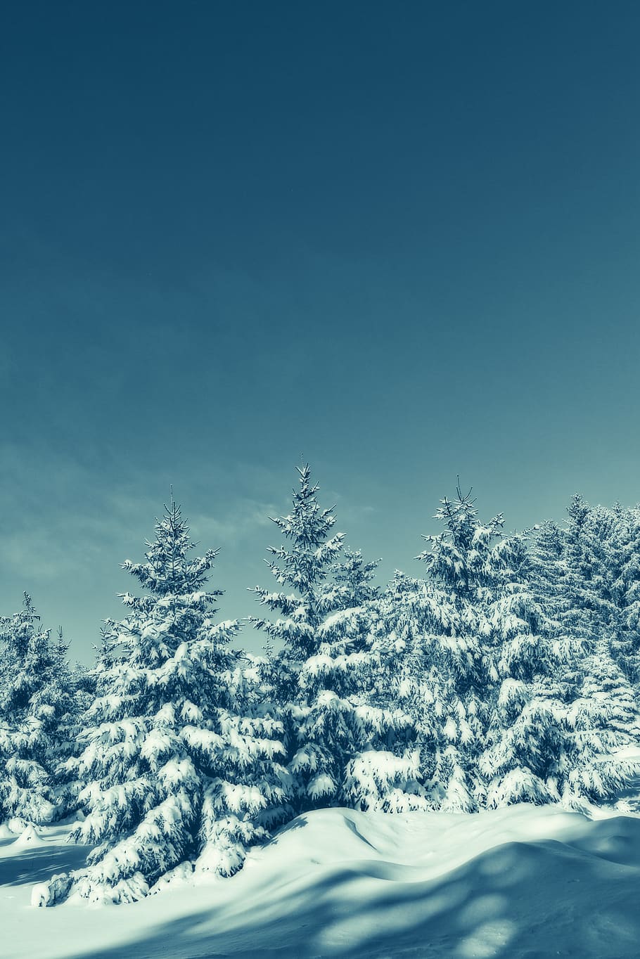 pine trees covered with snow, plant, fir, abies, nature, outdoors HD wallpaper