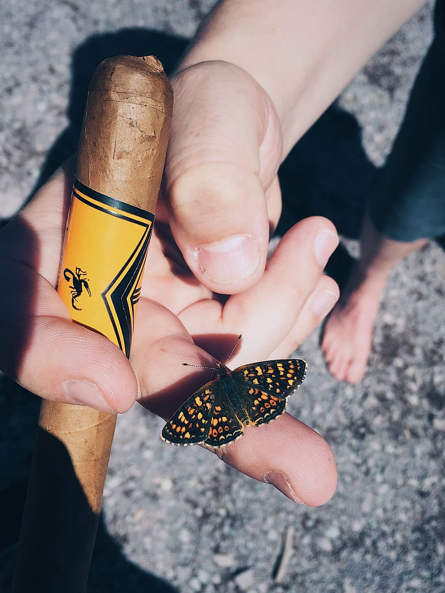 cigar, butterfly, human hand, real people, holding, human body part HD wallpaper
