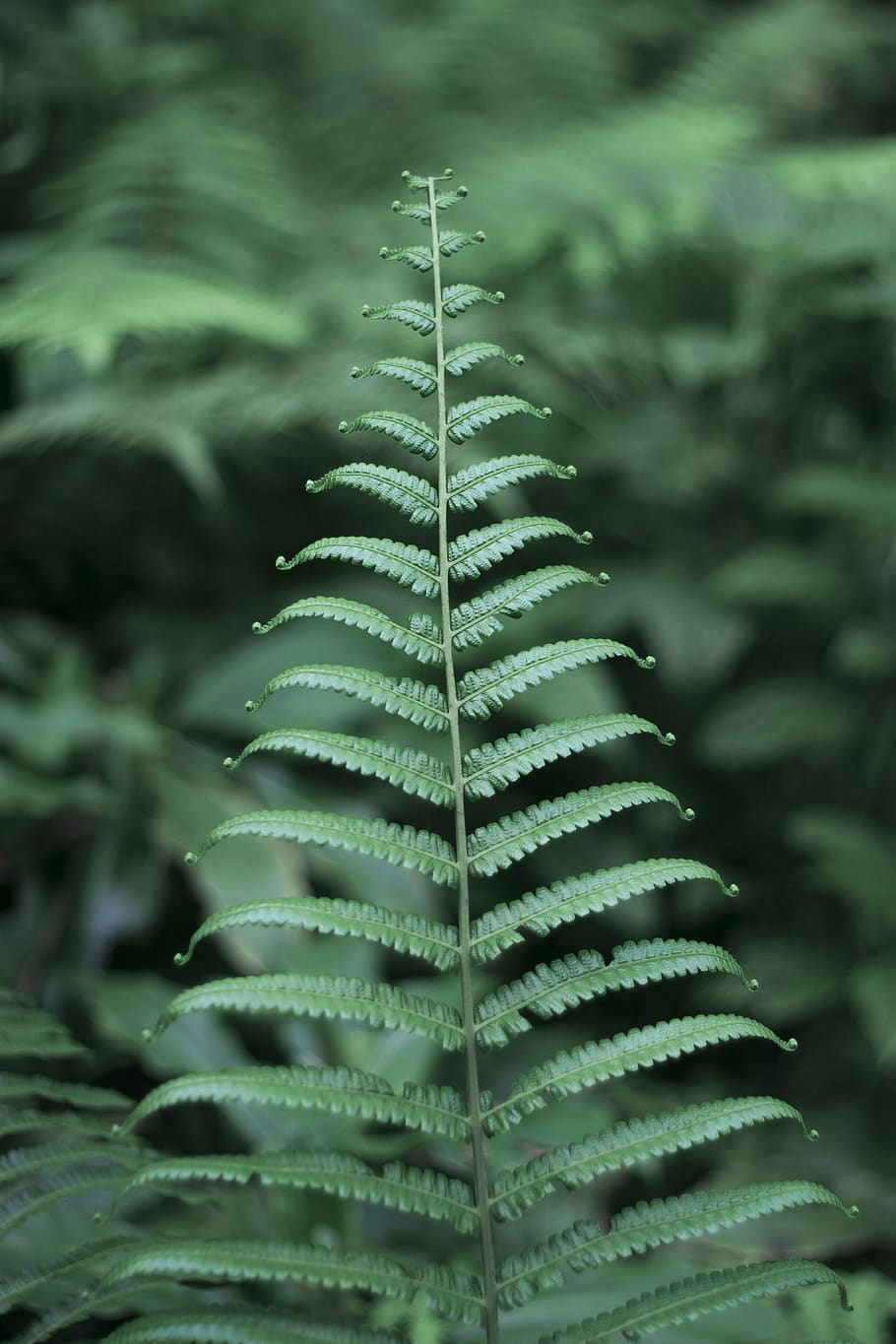 vietnam, tree, plant, leaf, plant part, growth, beauty in nature HD wallpaper