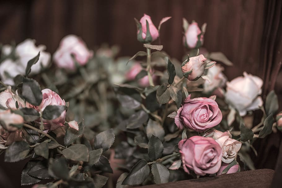 flower, rose, flowering plant, beauty in nature, rose - flower HD wallpaper