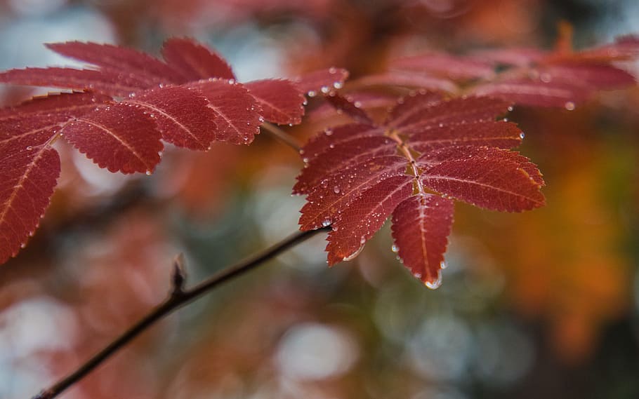 Red Leaves Selective Focus Photography, branch, brown, close-up HD wallpaper