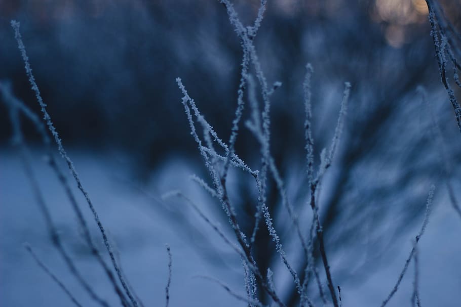 trees, branches, winter, cold, snow, nature, outdoors, plant HD wallpaper