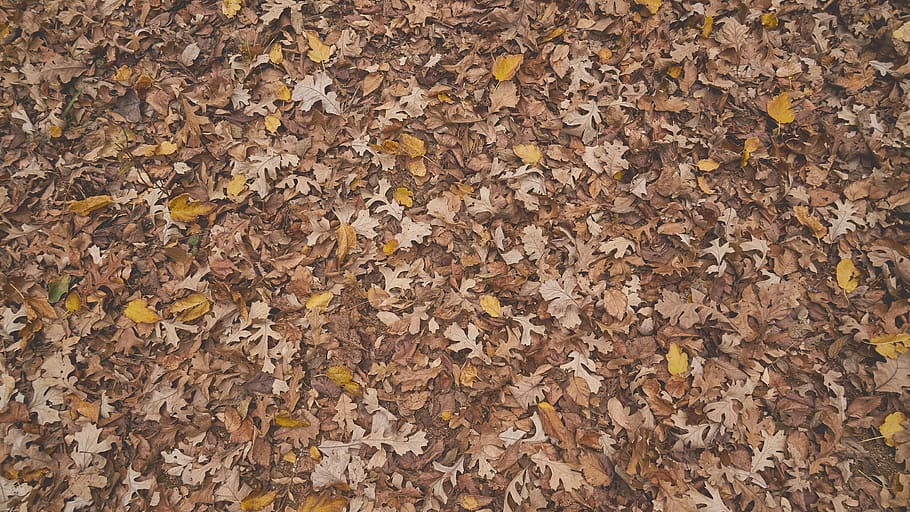 scattered maple leaves, plant part, leaf, change, autumn, backgrounds HD wallpaper
