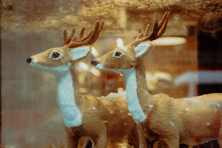 deer, mammal, wildlife, animal, elk, antler, antelope, christmass, HD wallpaper