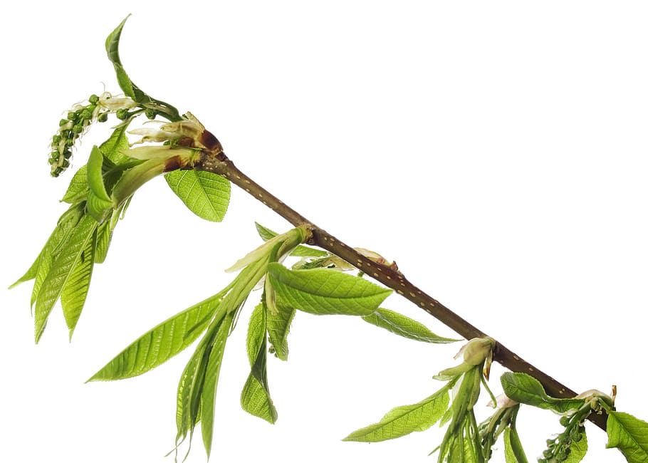 branch, tree, leaf, green, white, plant, isolated, growth, nature HD wallpaper