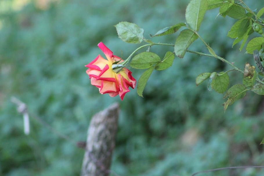 italy, frigento, plant, flower, flowering plant, beauty in nature HD wallpaper