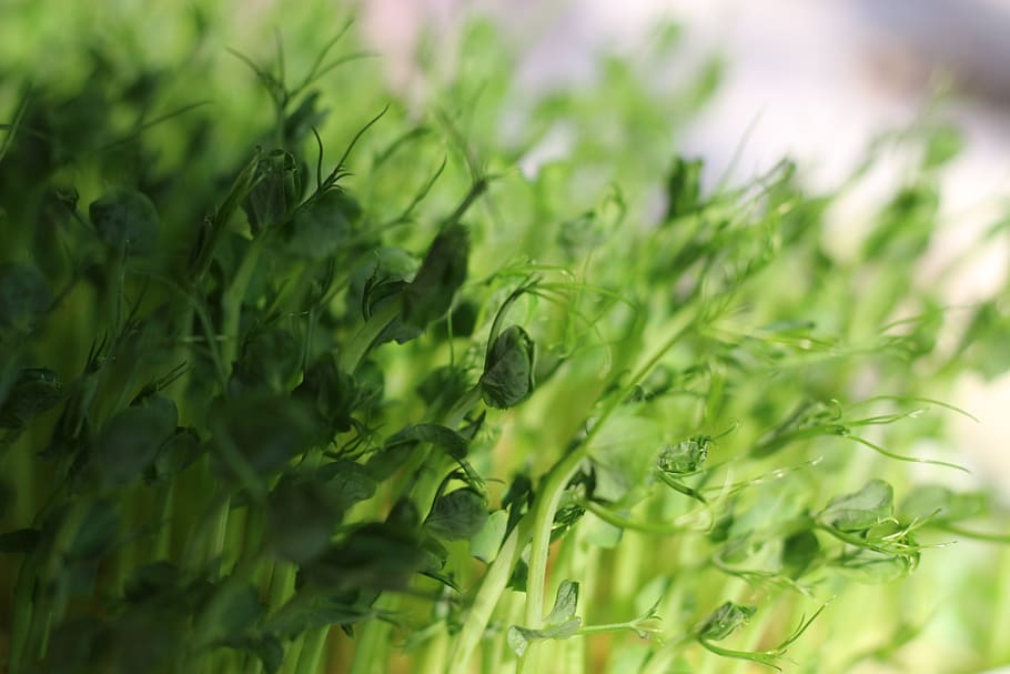 green leafed plant, planter, flora, vase, herbs, jar, pottery HD wallpaper