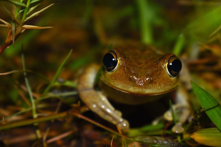 nature, frog, soil, night, front, branches, one animal, animal themes HD wallpaper