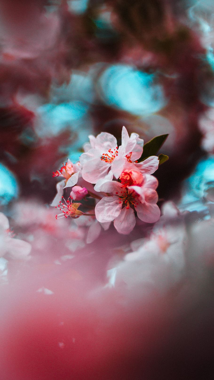 pink flowering tree in bloom, flowering plant, freshness, pink color HD wallpaper
