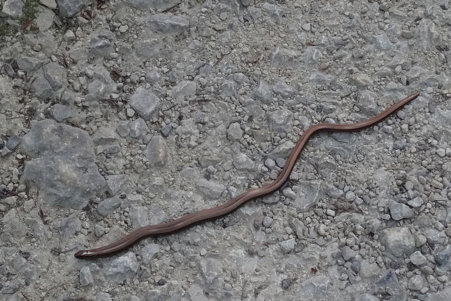 slow worm, snake, stone, creature, lizard, reptile, animal wildlife HD wallpaper