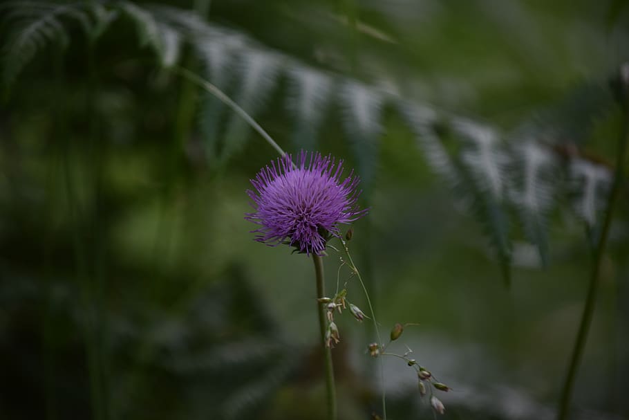 flower, wild, nature, spring, flowering plant, fragility, vulnerability HD wallpaper