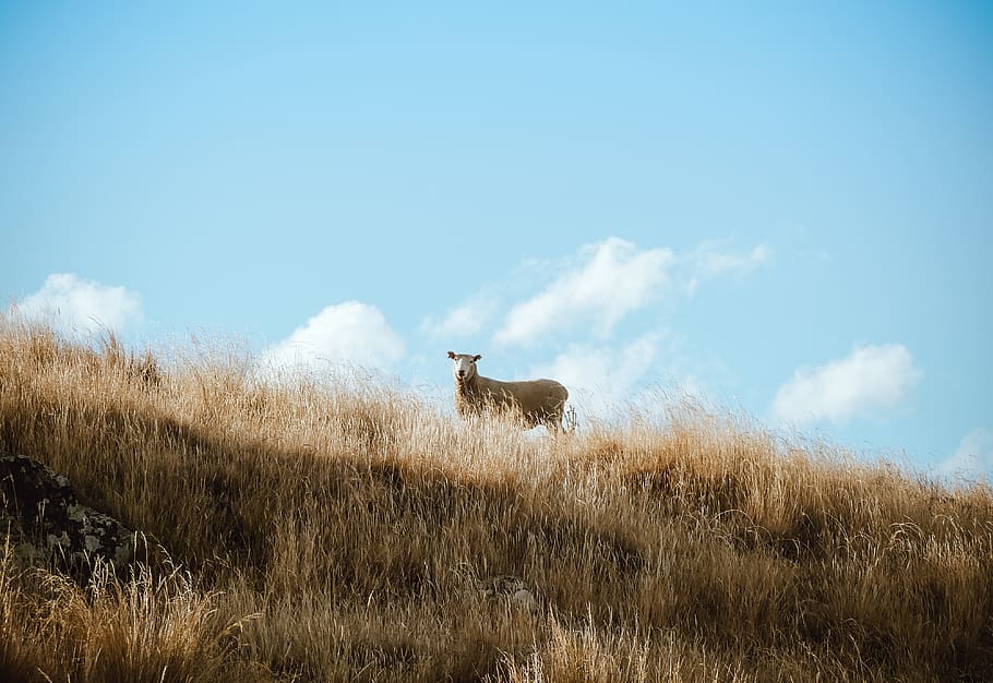 Brown Cattle, animal, clouds, country, daytime, field, grass HD wallpaper