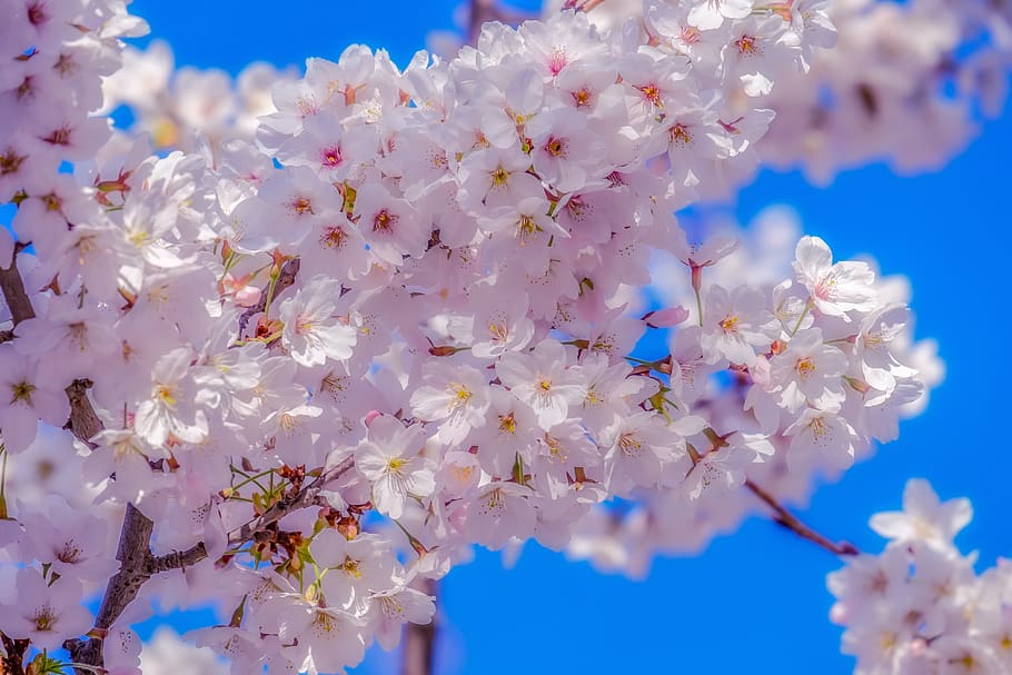 japanese cherry, tree, spring, branch, cherry blossom, bloom HD wallpaper