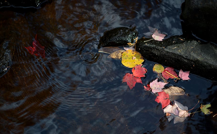 leaf, leaves, autumn, red, colour, season, stream, forest, river HD wallpaper