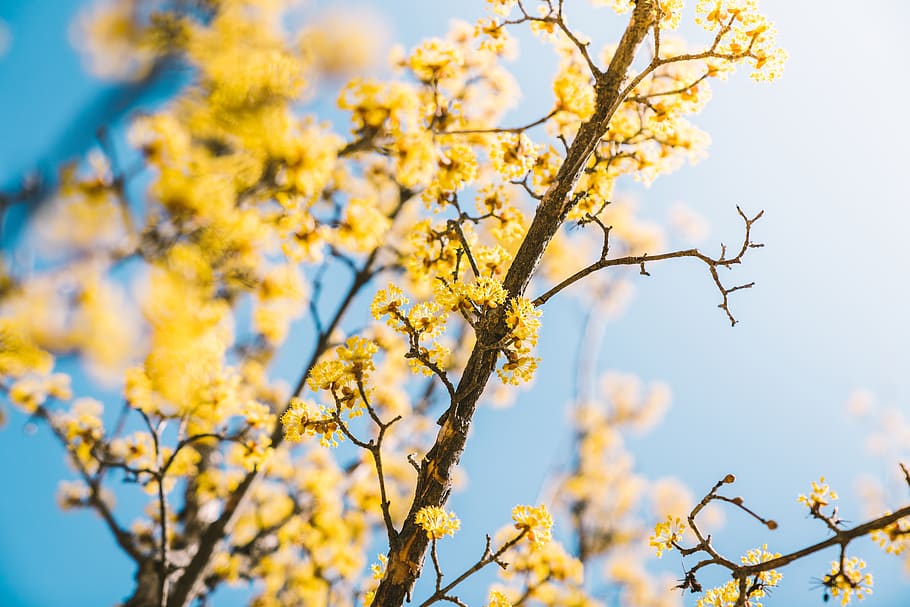 yellow flowering tree, plant, beauty in nature, branch, growth HD wallpaper