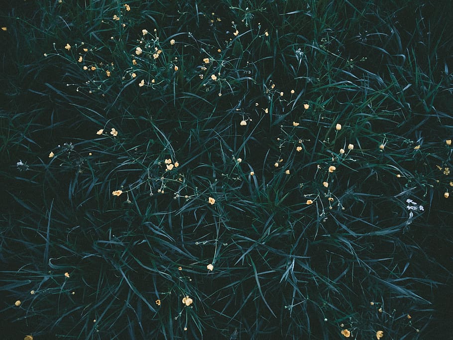 grass, flower, yellow, green, plant, full frame, no people HD wallpaper