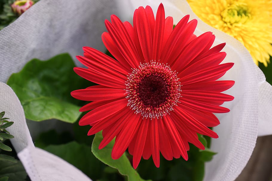 flowering plant, flower head, inflorescence, petal, freshness HD wallpaper