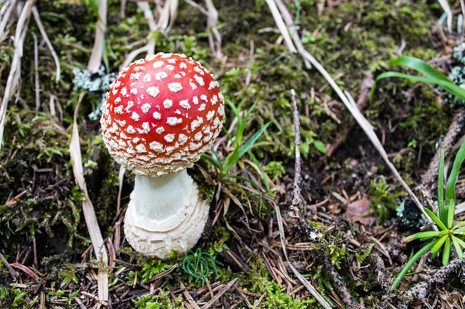 red mushroom, fungus, vegetable, growth, food, land, plant, fly agaric mushroom HD wallpaper