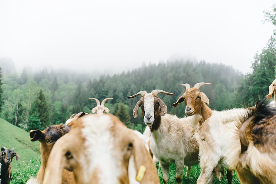 Goats on mountain pasture, mammal, group of animals, animal themes HD wallpaper