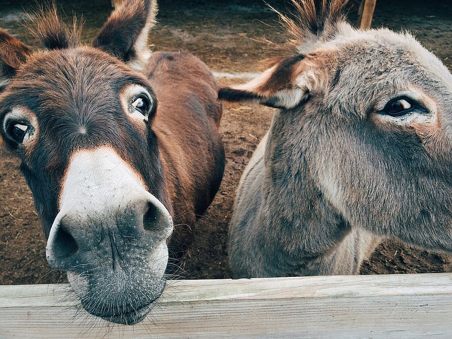 2 Brown and Grey Donkey Closeup Photography, animals, close-up HD wallpaper