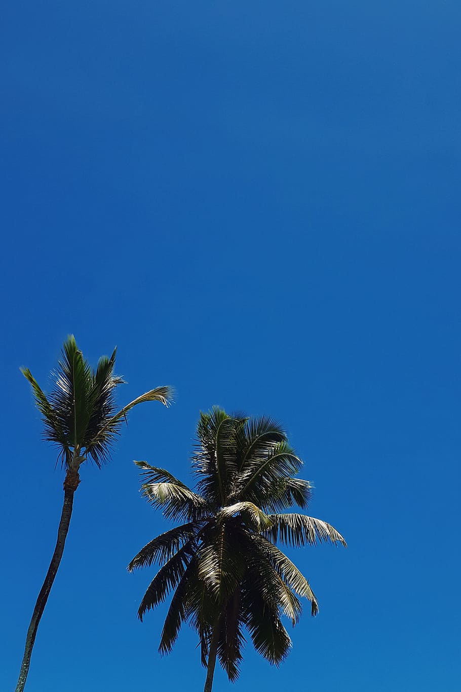 dominican republic, las terrenas, palm tree, tropical climate HD wallpaper