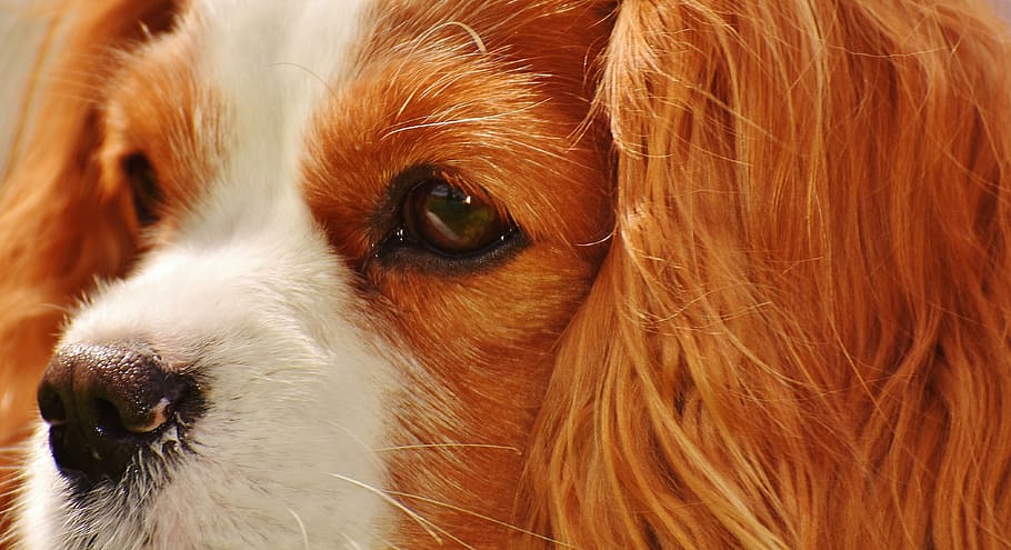 Tan White Cavalier King Charles Spaniel, adorable, animal, canine, HD wallpaper