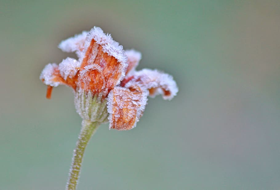 ice, snow, rose, flower, nature, garden, winter, close-up, beauty in nature HD wallpaper