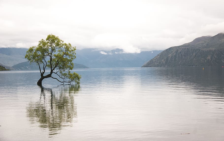 green-leafed tree on calm water, beauty in nature, scenics - nature HD wallpaper