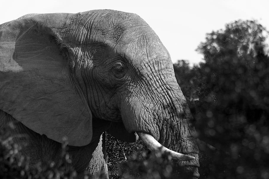grayscale photography of elephant, wildlife, animal, mammal, ivory, HD wallpaper