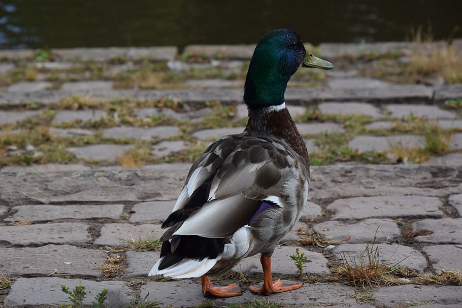 view, birds, portrait, duck, water bird, drake, animal world HD wallpaper