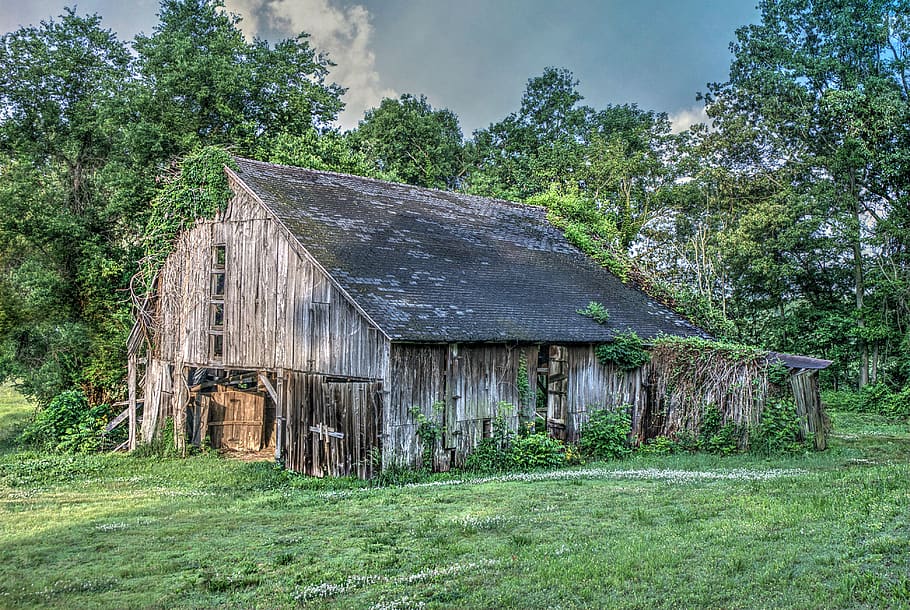 united states, kentucky, plant, tree, built structure, architecture HD wallpaper