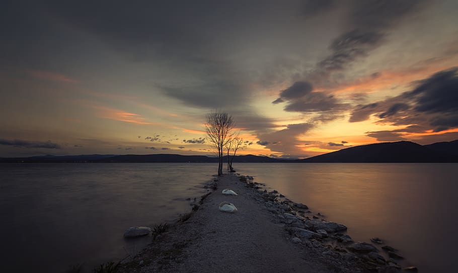 tree, lake, long exposure, filter, water, nature, landscape HD wallpaper