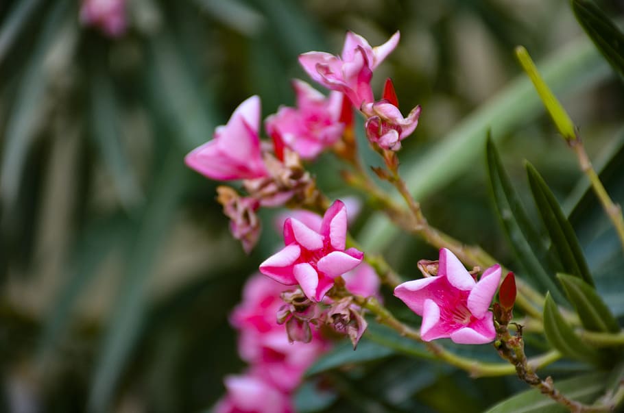 pink flower, close up, bloom, blossom, plant, nature, rose HD wallpaper